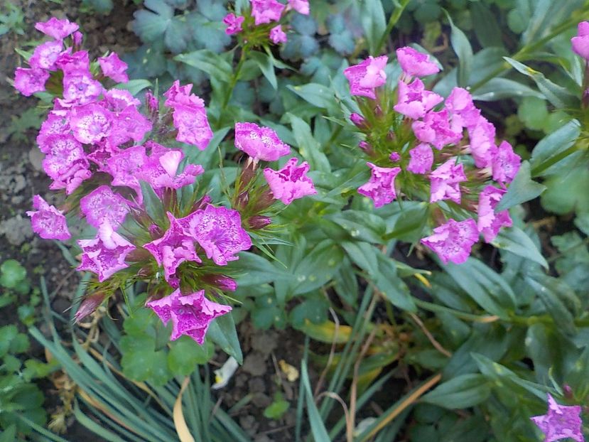  - dianthus