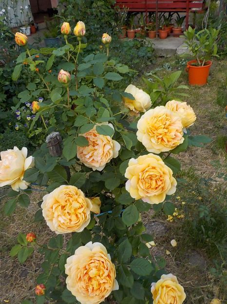  - golden celebration