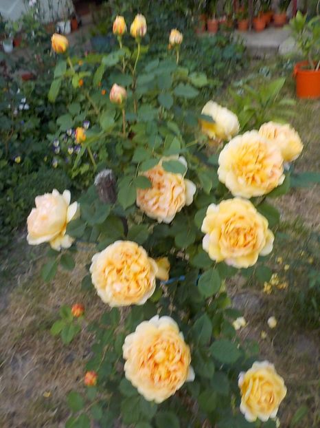  - golden celebration