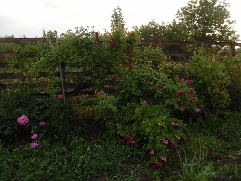  - Bourbon Great Western