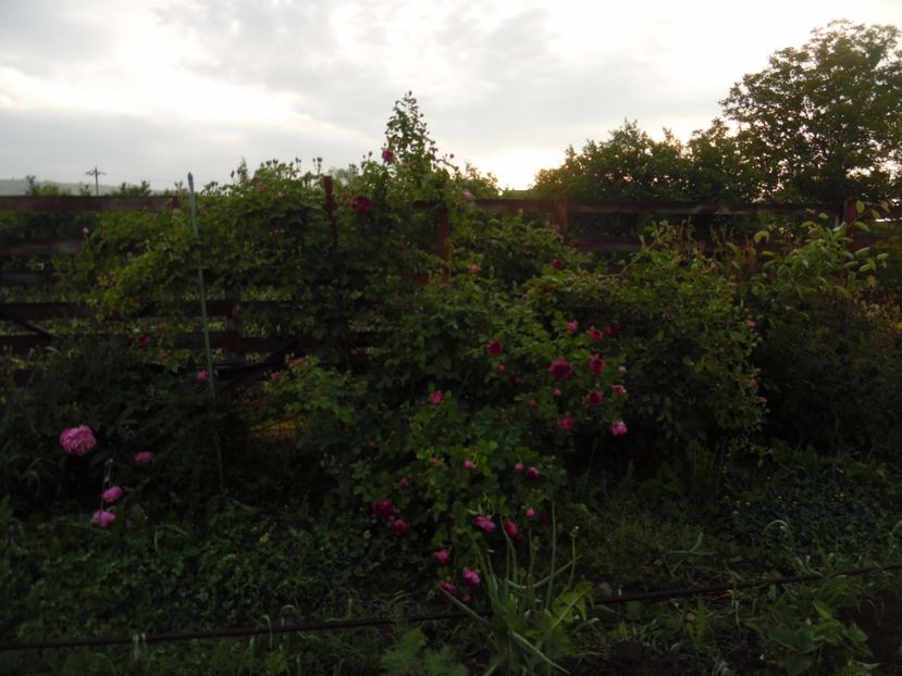  - Bourbon Great Western