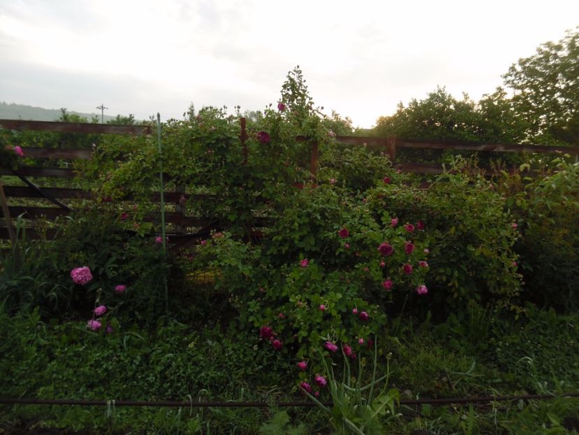  - Bourbon Great Western