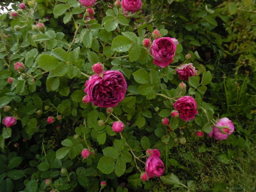  - Bourbon Great Western