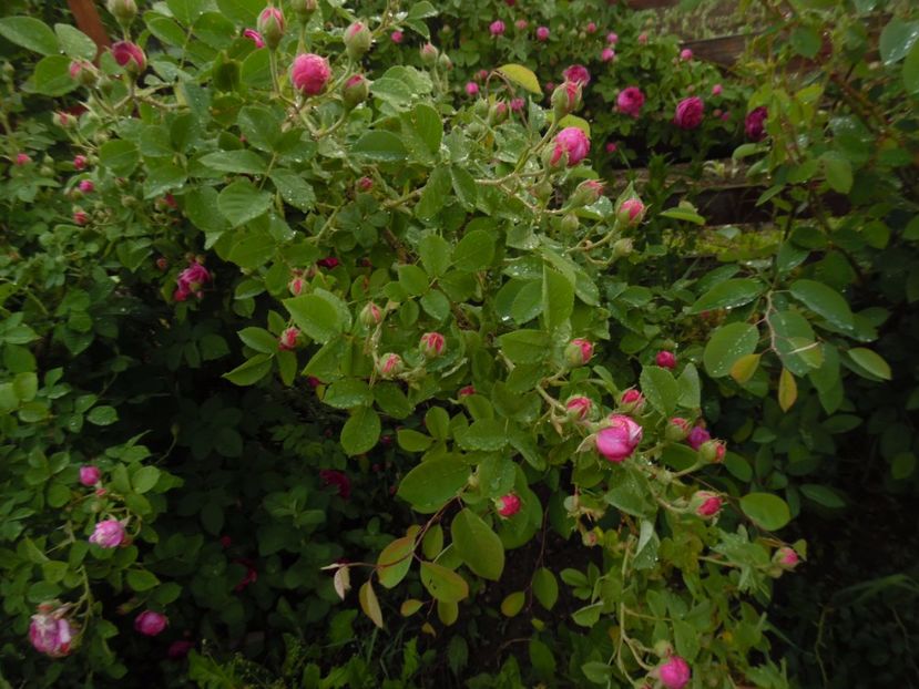  - Bourbon Great Western