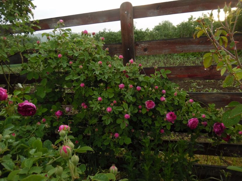  - Bourbon Great Western