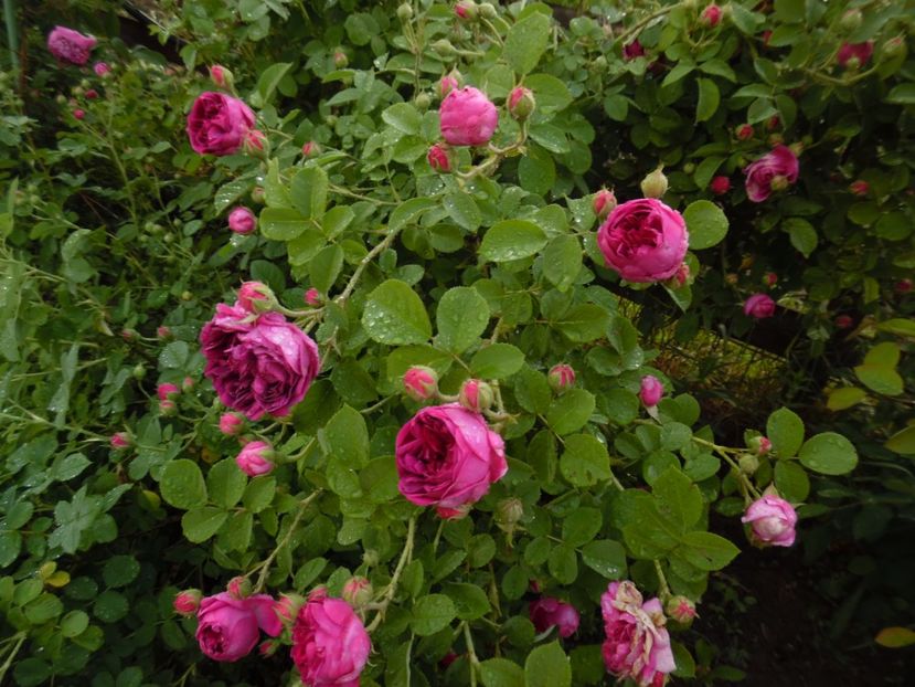  - Bourbon Great Western