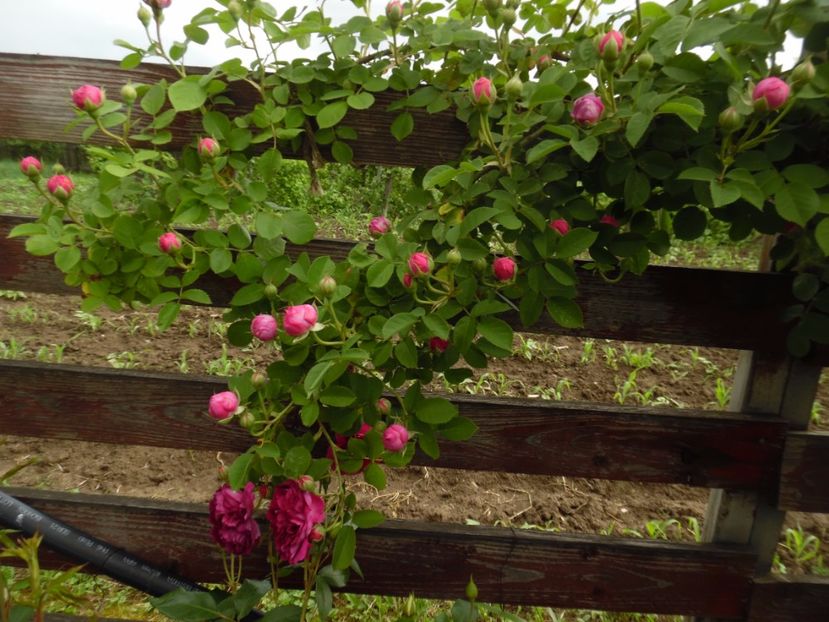  - Bourbon Great Western