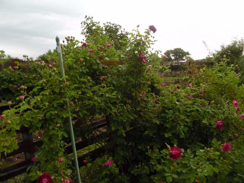  - Bourbon Great Western