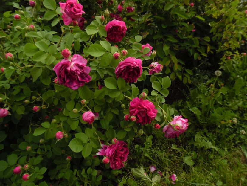  - Bourbon Great Western