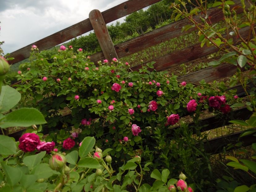  - Bourbon Great Western