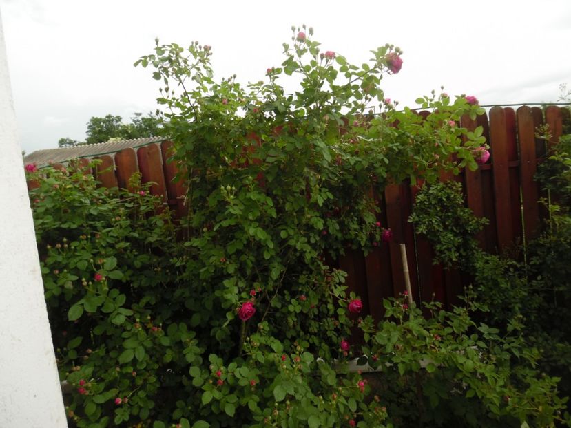  - Bourbon Great Western