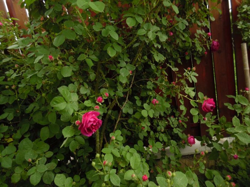  - Bourbon Great Western