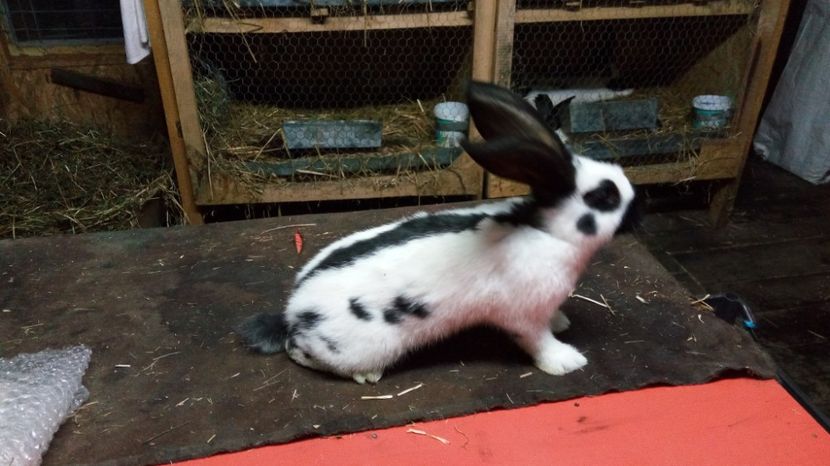 1496255502424-77269611 - Mascul 1-3 Ro20-37101