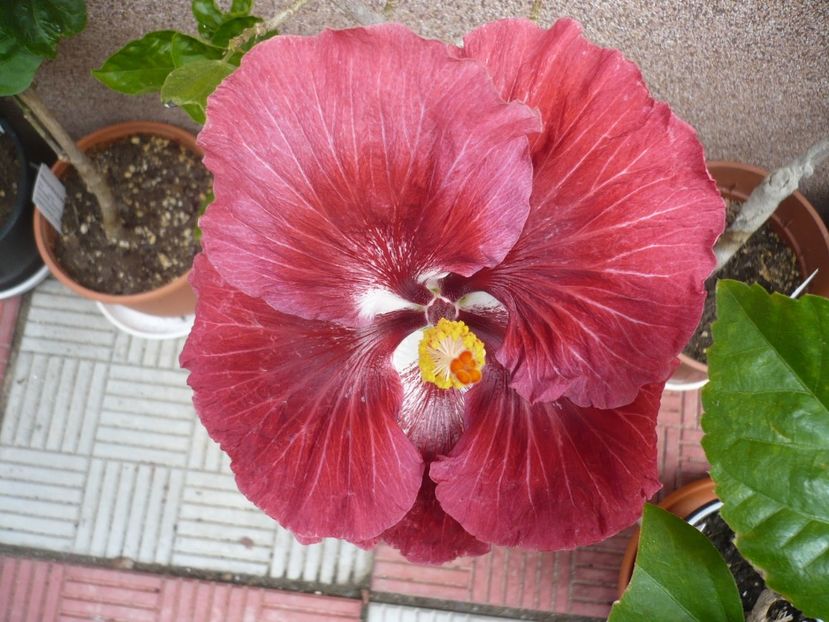31.05.2017 - HIBISCUSI 2017-1