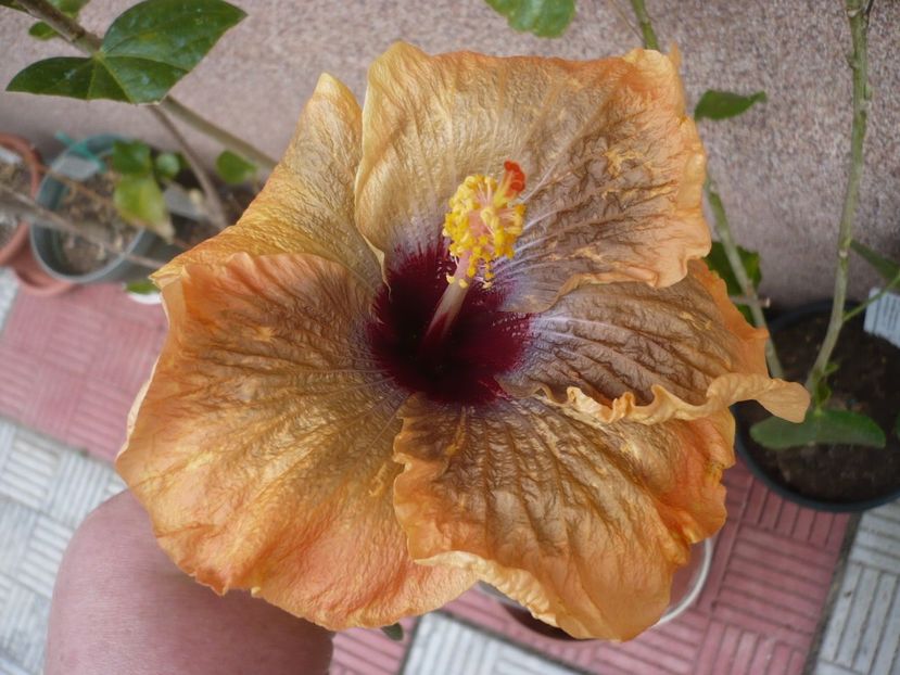 P1320752 - HIBISCUSI 2017-1