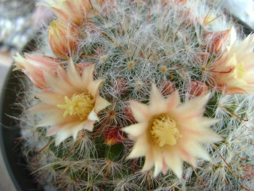 Mammillaria bocasana - Cactusi 2017