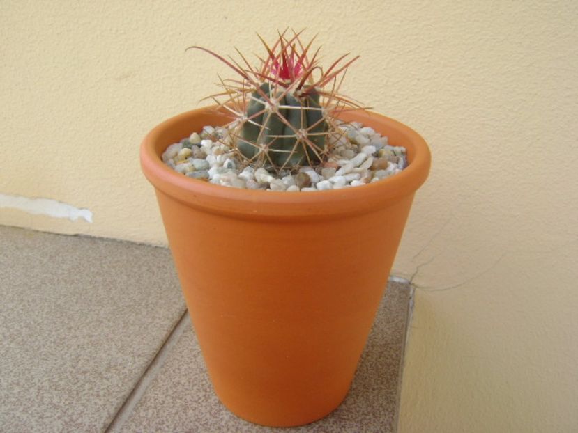 Ferocactus gracilis v. coloratus - Cactusi 2017