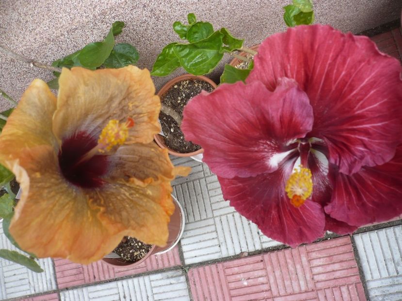 P1320754 - HIBISCUSI 2017-1