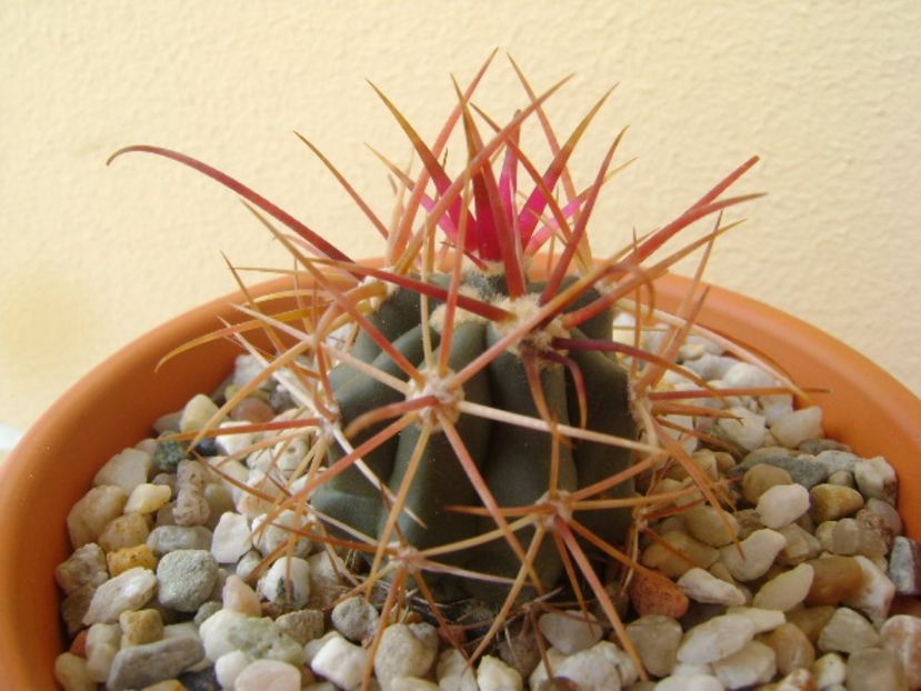 Ferocactus gracilis v. coloratus - Cactusi 2017