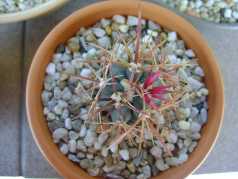 Ferocactus gracilis v. coloratus - Cactusi 2017