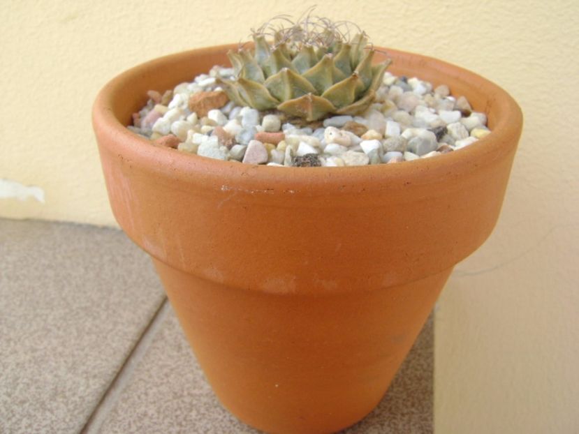 Obregonia denegri - Cactusi 2017