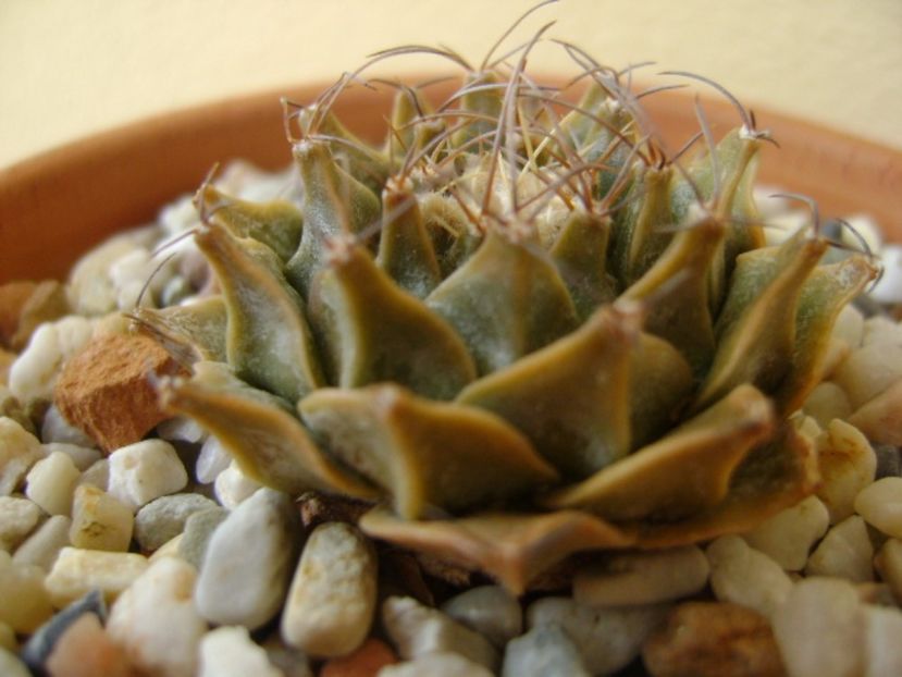 Obregonia denegri - Cactusi 2017