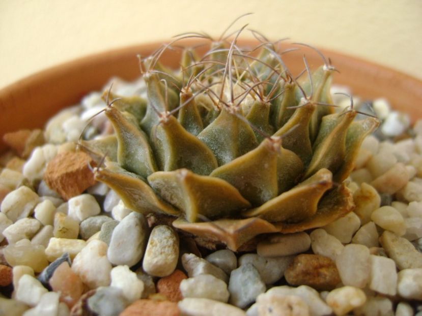 Obregonia denegri - Cactusi 2017