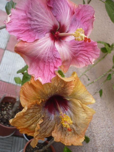 P1320760 - HIBISCUSI 2017-1
