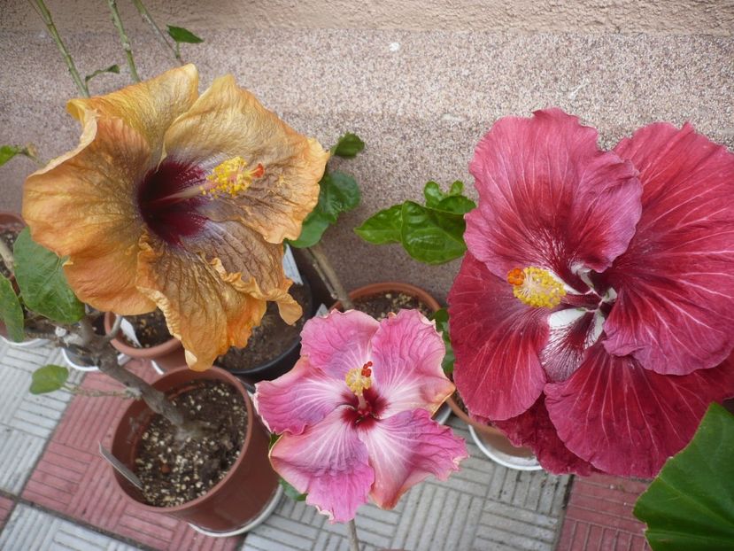 P1320761 - HIBISCUSI 2017-1