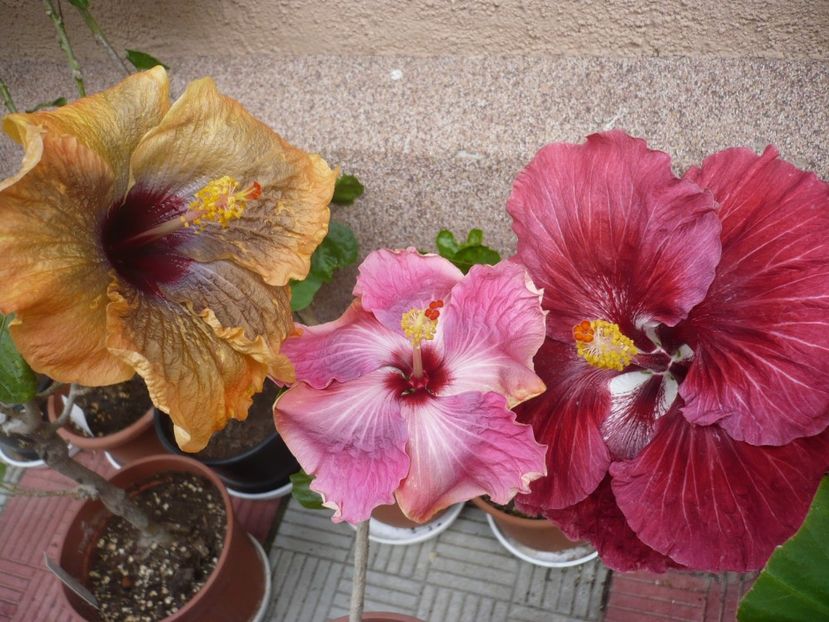 P1320762 - HIBISCUSI 2017-1