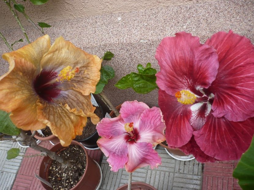 P1320764 - HIBISCUSI 2017-1