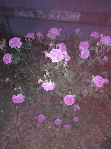  - 33-posibil Madame de Sevigne