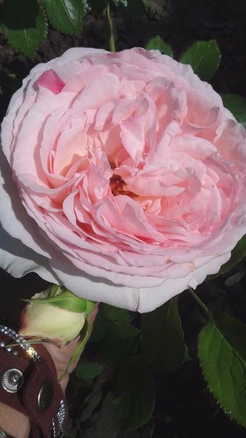 Eden Rose - Trandafirii astazi