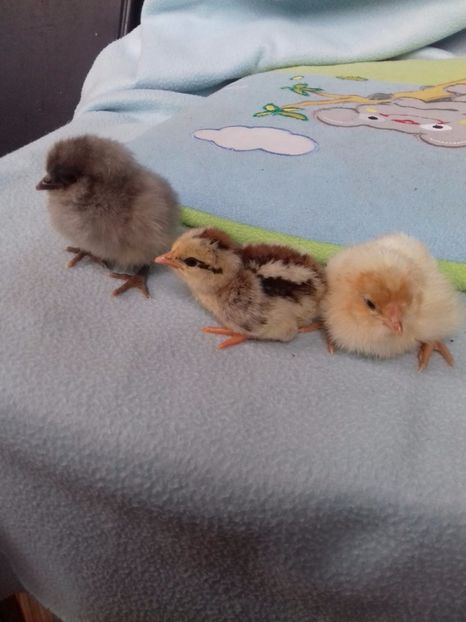 Italiana argintie.araucana - Pui 2018