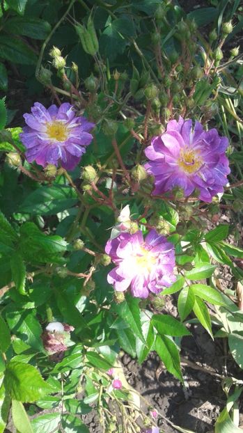  - Trandafirii astazi