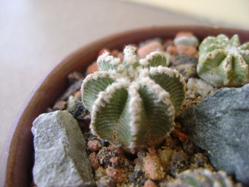 Aztekium hintonii San Jose del Rio Galeana, Mx - Cactusi 2017 bis
