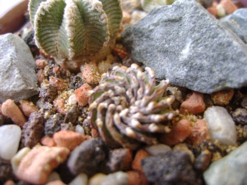 Geohintonia mexicana San Jose del Rio - Cactusi 2017 bis