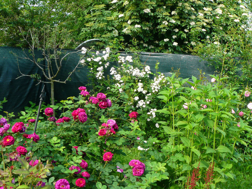 Gypsy Boy si Perennial Blush - 2017_Idilic Garden_Trandafiri