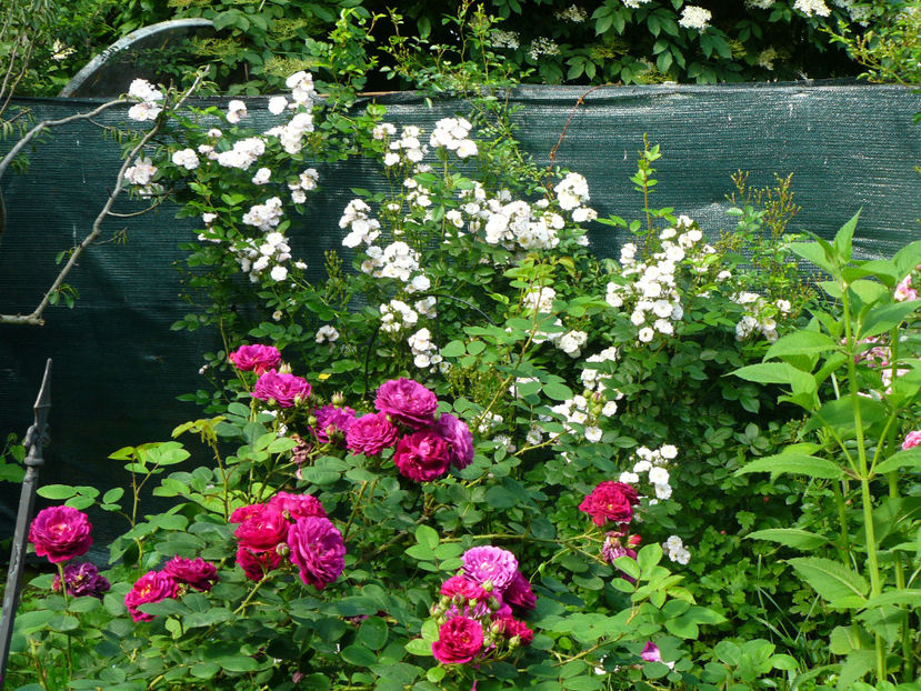 Gypsy Boy si Perennial Blush - 2017_Idilic Garden_Trandafiri