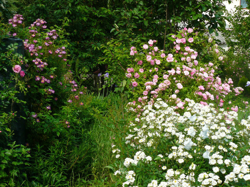 Veilchenblau, Francine Austin, Thousendschone - 2017_Idilic Garden_Trandafiri