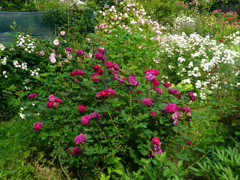 Gypsy Boy - 2017_Idilic Garden_Trandafiri