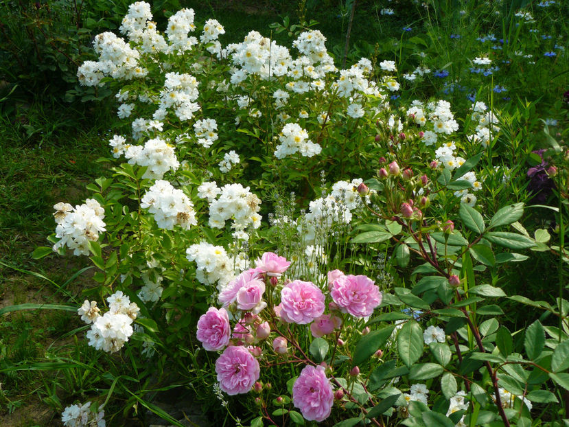 Belle de Sardaigne si Guirlande dAmour - 2017_Idilic Garden_Trandafiri