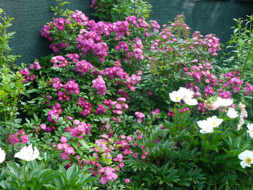 Perennial Blue - 2017_Idilic Garden_Trandafiri