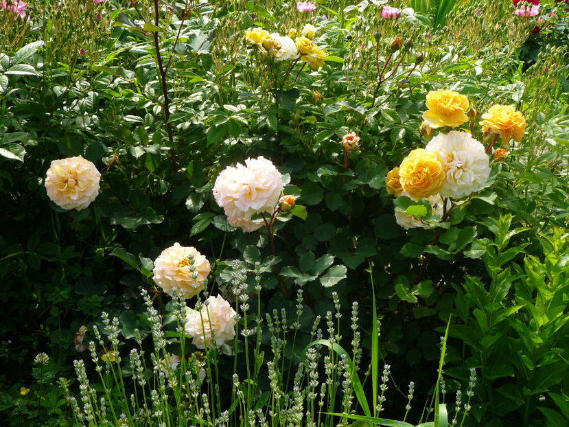 Rose de Gerberoy - 2017_Idilic Garden_Trandafiri