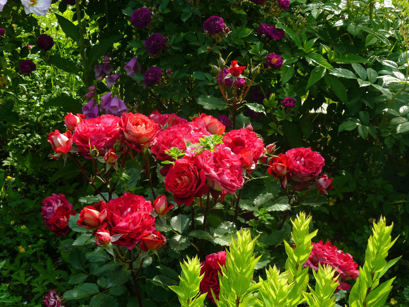 Dr MAssad - 2017_Idilic Garden_Trandafiri