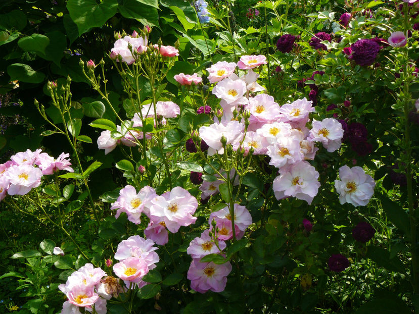 Escapade - 2017_Idilic Garden_Trandafiri