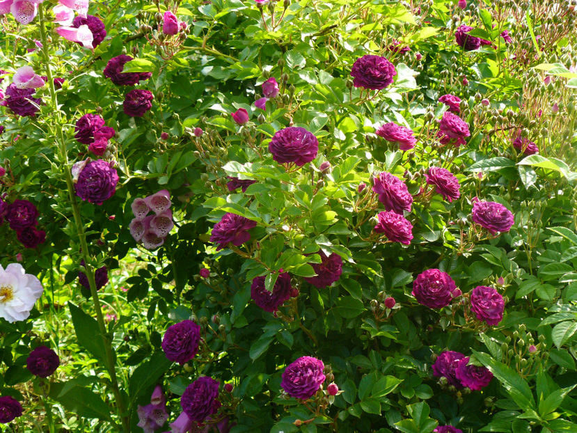 Blue Magenta - 2017_Idilic Garden_Trandafiri