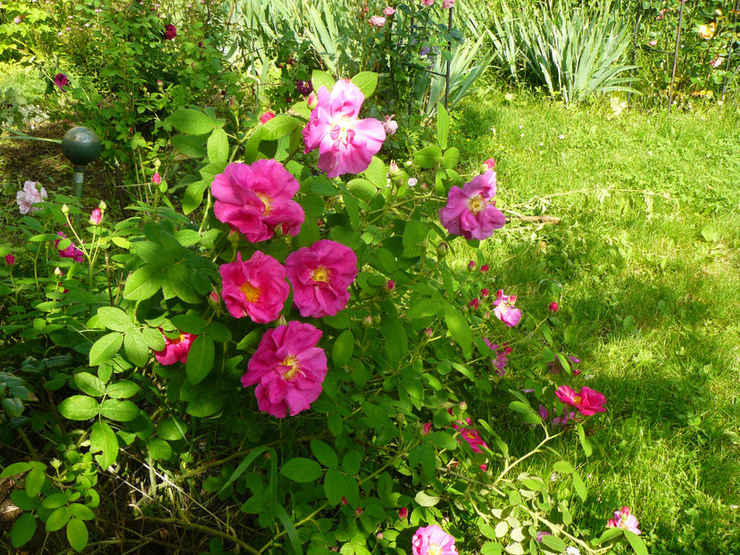Rosa Galica Oficinalis - 2017_Idilic Garden_Trandafiri