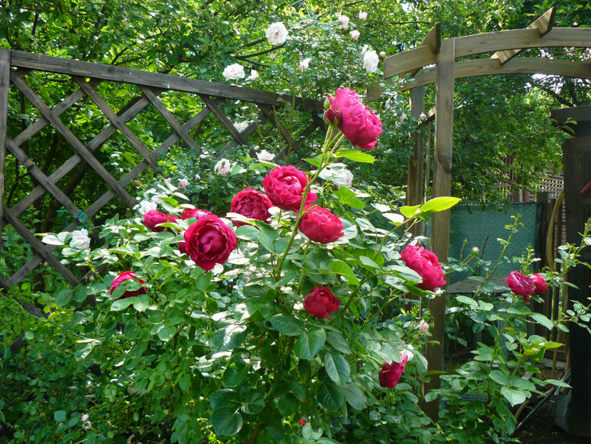 Ascot - 2017_Idilic Garden_Trandafiri