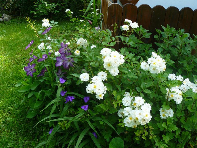 Venosa Violaceea si Guirlande dAmour - 2017_Idilic Garden_Trandafiri